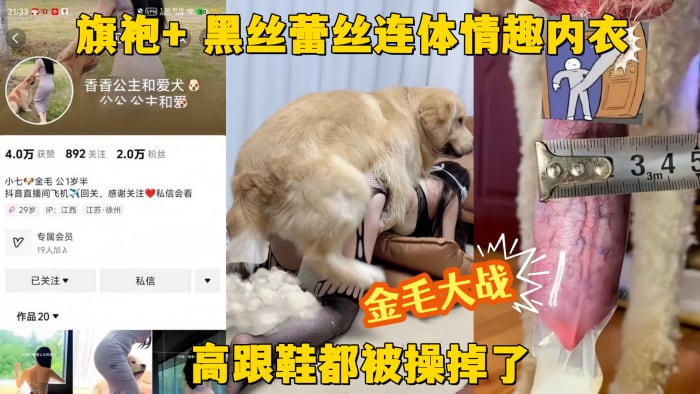 【金毛大战】抖音网红贱狗香香公主 旗袍+ 黑丝蕾丝连体情趣内衣 金毛大战 高跟鞋都被操掉了